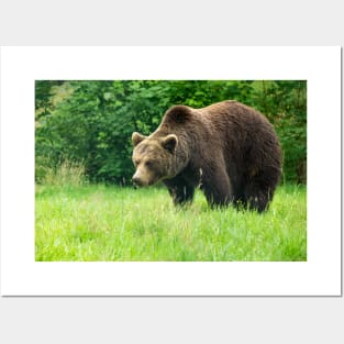 Brown bear Posters and Art